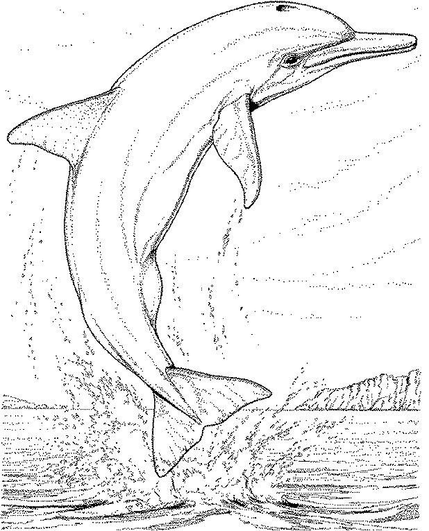 Dolfijn01.gif