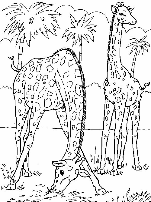Giraffe16.gif
