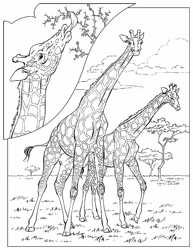 Giraffe21.gif