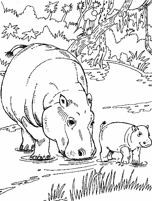 nijlpaard09.gif
